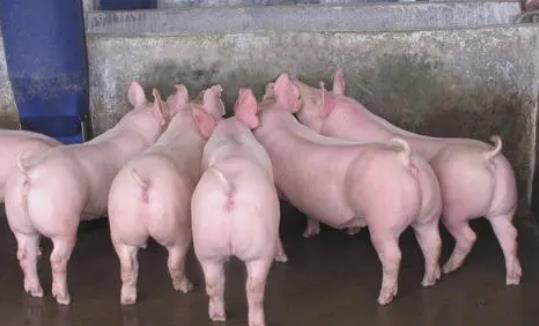 2021年10月10日全国各省市种猪价格报价表，猪价大范围上涨，低效能繁母猪淘汰完了？