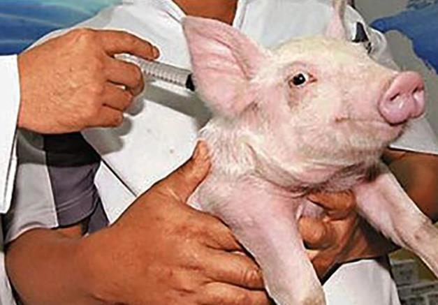警惕无疹块猪丹毒误诊为蓝耳大猪死亡率高该如何防治