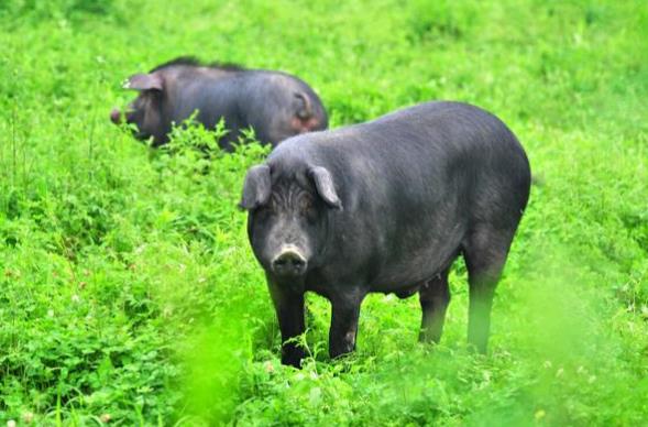 为什么黑猪比白猪价格贵很多？黑猪和白猪饲养的区别在哪里？
