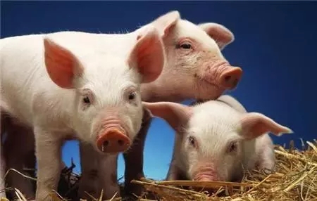 妙！养猪人告诉你3个办法让断奶小猪爱吃食！