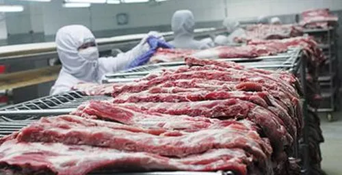 今日进行！3万吨中央储备冻猪肉收储将竞价交易