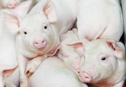 仔猪断奶会面临哪些应激？又该如何养好小猪？