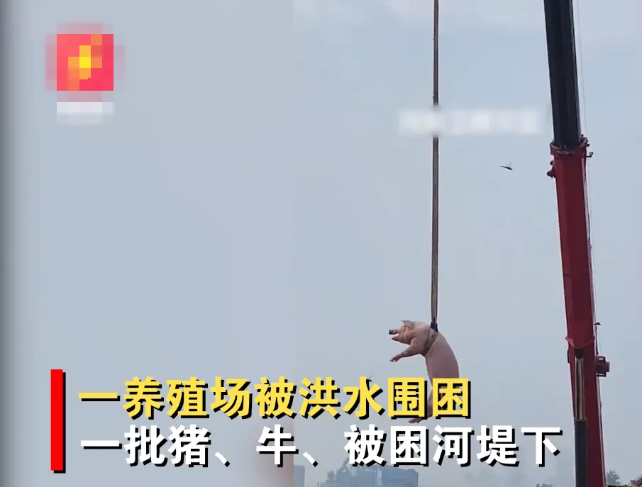 数月之间，猪场被淹事故接连发生！猪场抗洪，大家真的做好了吗？