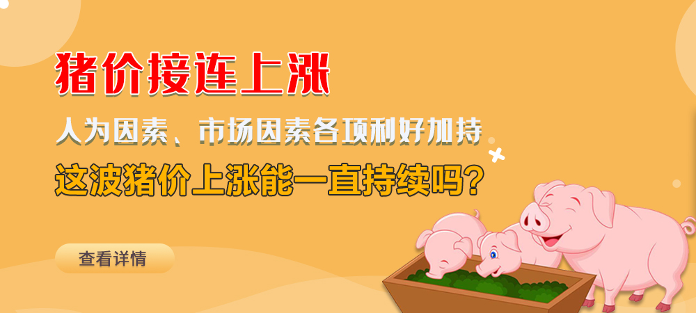 猪价接连上涨！人为因素、市场因素各项利好加持，这波猪价上涨能一直持续吗？