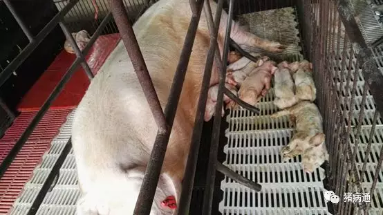秋季这几种猪病高发，不要成为你赚钱的绊脚石！