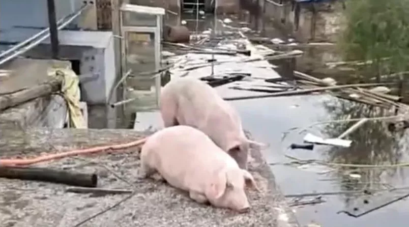 养猪人务必警惕！华南地区三大台风近期陆续来袭