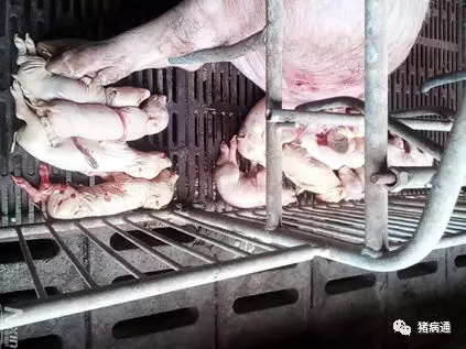 猪场是否有蓝耳病存在？这几大特征教你快速辨别！