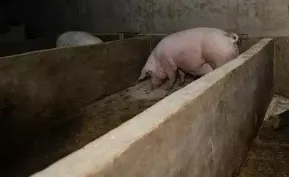 仔猪常见的6种营养代谢病及其防治