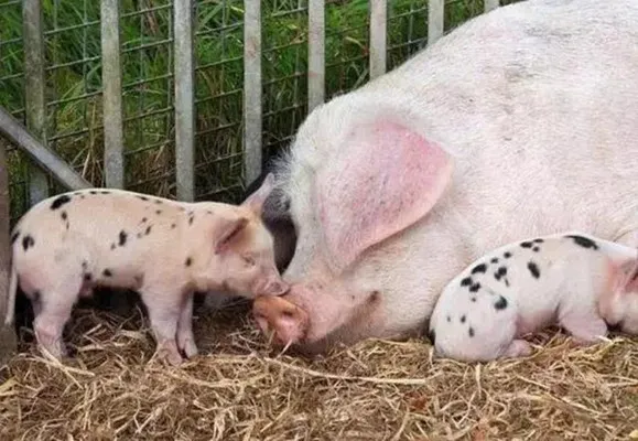产后母猪不吃食很正常，从这7个方面下手可以让她恢复正常