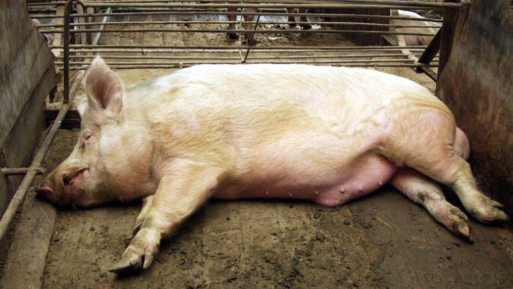 ​秋冬季猪病增多，如何通过外在特征及早判断猪有没有生病？