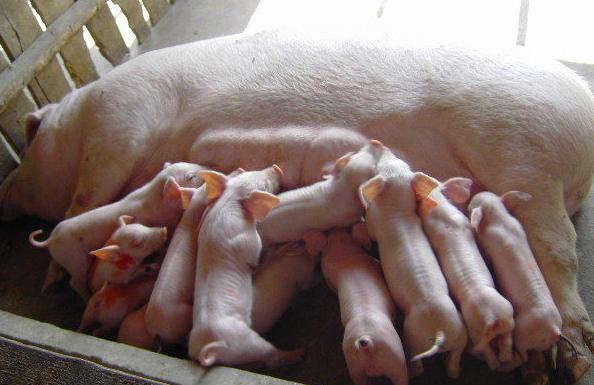 如何提高母猪的泌乳量？掌握这几点很重要！