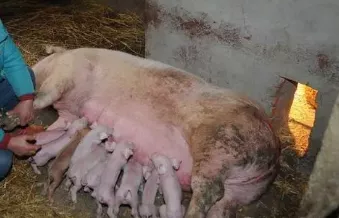 仔猪常见的6种营养代谢病及其防治