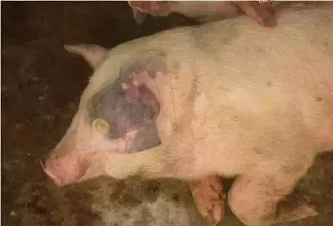 ​秋冬季猪病增多，如何通过外在特征及早判断猪有没有生病？