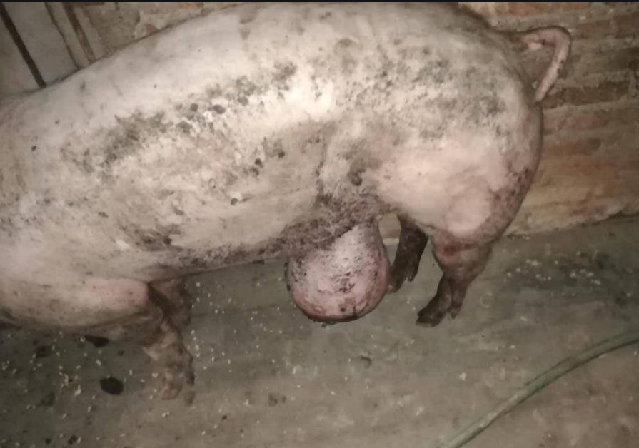 猪脐疝养猪人只需掌握技巧,也可轻松给猪做手术!