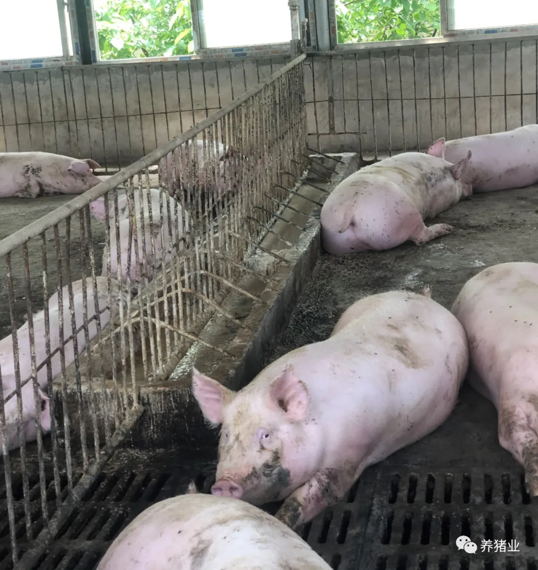 如何评估益生菌对猪的贡献？益生菌市场火热的背后要冷静思考