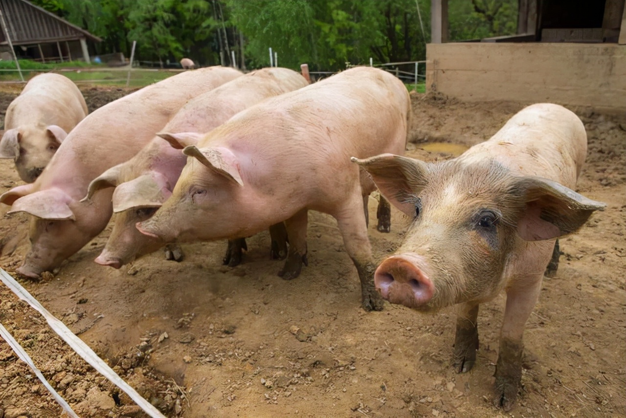 10月18日猪价：8天大涨26%，但99%的猪场仍深亏！猪价却涨到头？