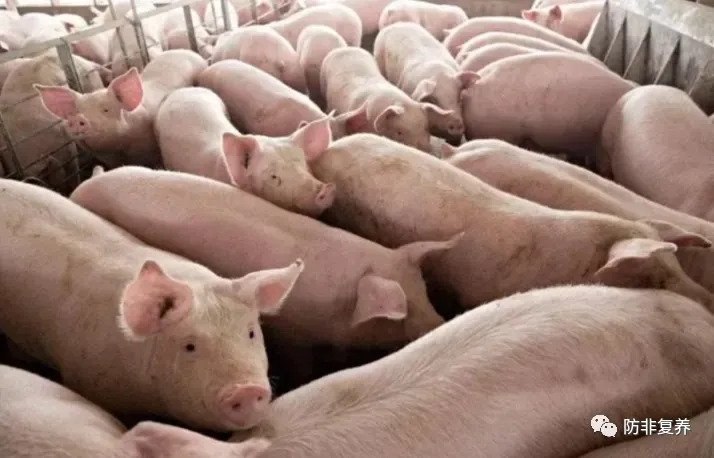 如何评估益生菌对猪的贡献？益生菌市场火热的背后要冷静思考