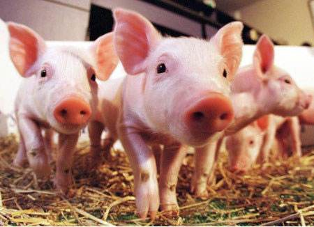 2021年10月20日全国各省市10公斤仔猪价格行情报价，猪价明显上涨，仔猪价格上涨有点难
