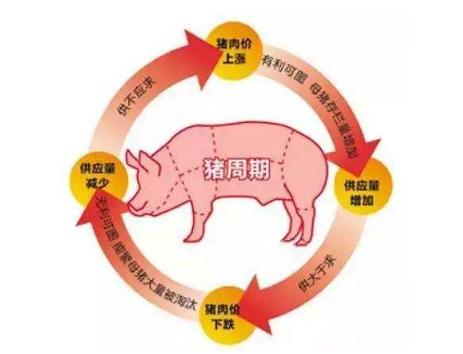 生猪的去产能周期不可避免，猪价可能在酝酿一轮超级行情？