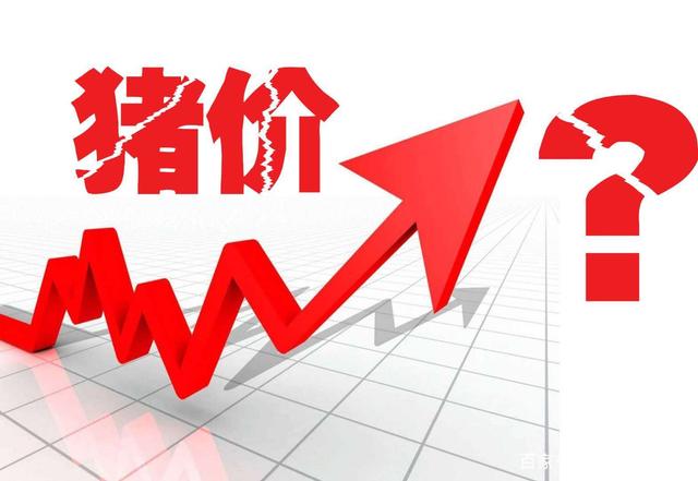 2021年10月24日全国各省市外三元生猪价格，猪价涨得欢，心里乐开颜，再次上涨！