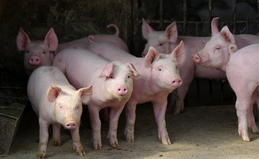 2021年10月24日全国各省市15公斤仔猪价格行情报价，均价较昨日上涨0.74元每公斤？补栏又开始？