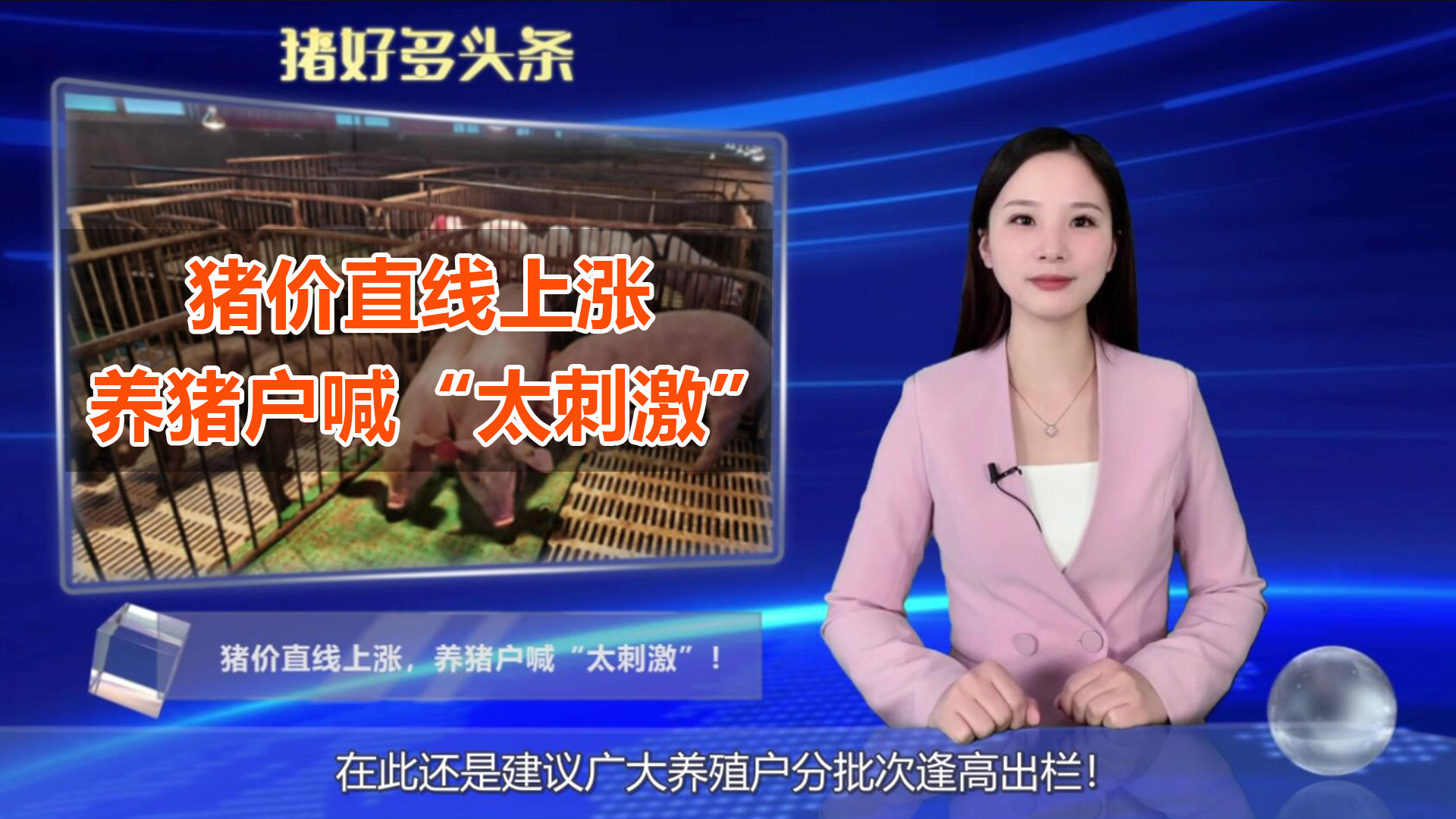 猪价直线上涨，养猪户喊“太刺激”！警惕：2个下跌风险！ 