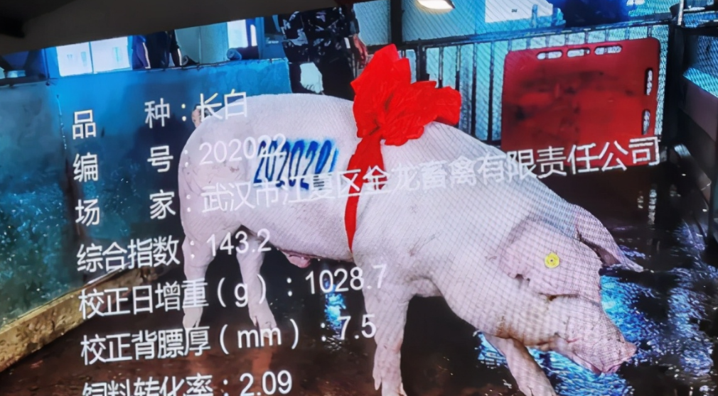 全国种猪大赛暨武汉种猪拍卖会举行， “猪王”身价比去年跌了6000元