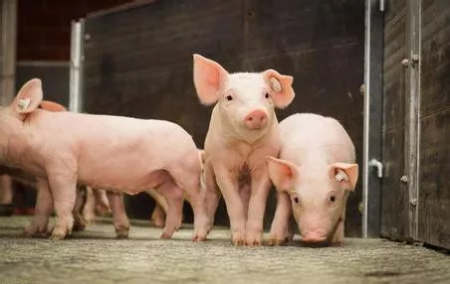 农业农村部数据：10月第3周仔猪价格在连跌29周后微幅反弹，均价22.73元/公斤