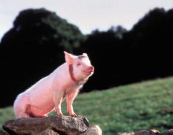猪场出现一群猪攻击一头猪，这个猪错在哪里？