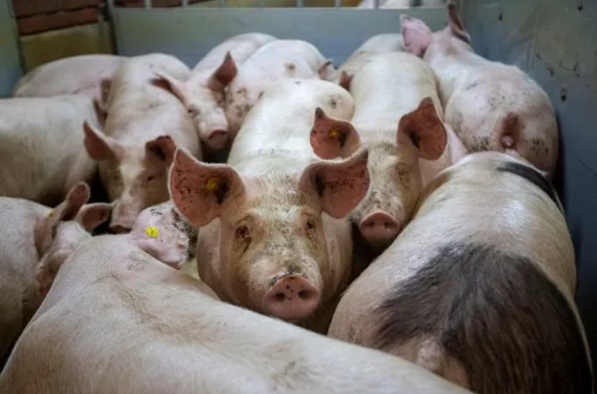 养猪人看过来！7种策略帮你降低饲料成本
