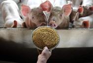 李鹏程：中国生猪养殖业发展脉络、现状及存在问题分析