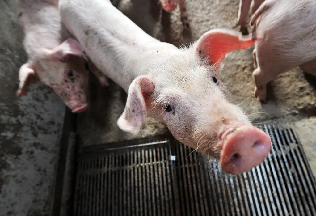 猪企极力去产能，养猪行业能否在四季度迎来转机？