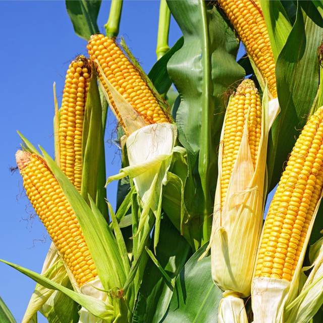 饲料原料价格预警：玉米疯涨，大豆全靠进口，何时摆脱进口依赖？