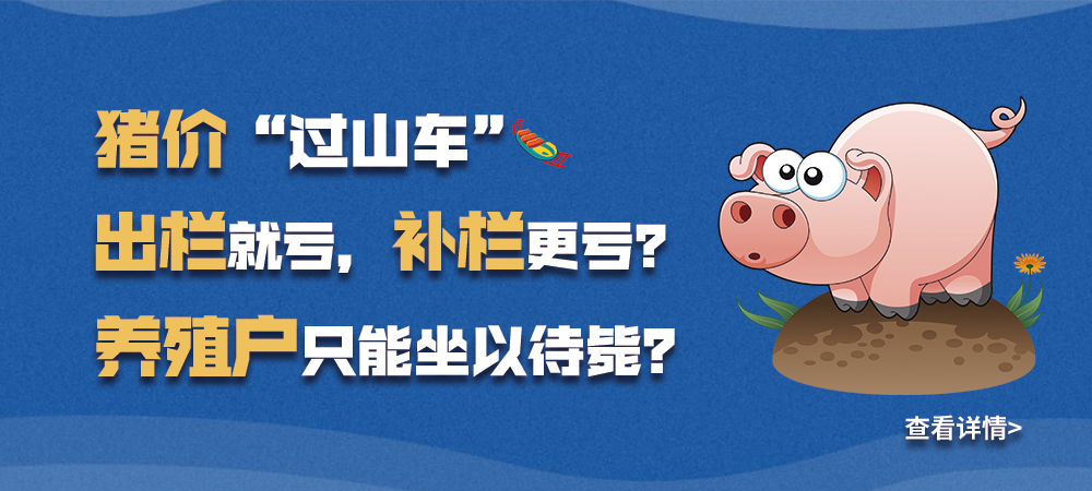 猪价“过山车”，出栏就亏，补栏更亏？养殖户只能坐以待毙？