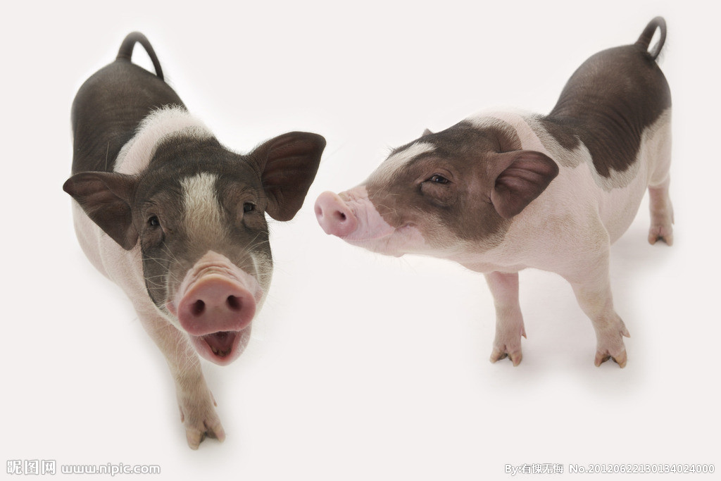 断奶前仔猪死亡率可为10％～25％，甚至更高，具体原因是啥？