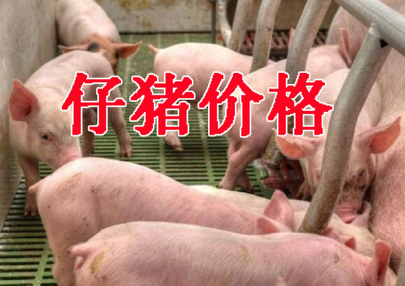 11月1日10公斤仔猪价格：行情“温水煮青蛙”，仔猪该不该补栏？
