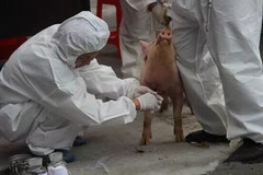 当前我国非瘟流行现状，冬季非瘟风险显著增加，养猪户要提前做好准备！