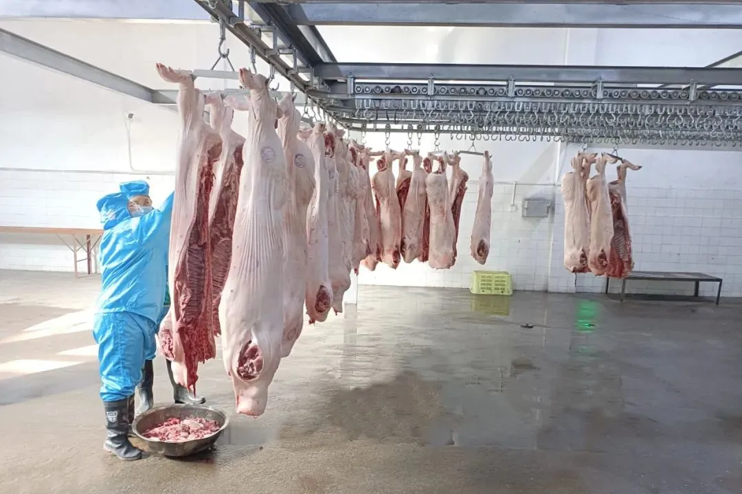 工作人员正在检验猪肉