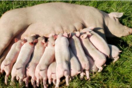 母猪场乳房炎发生怎么办？养猪人告诉你导致母猪患上乳房炎原因！