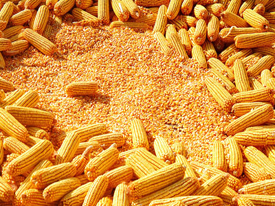 中办、国办印发《粮食节约行动方案》，推广饲料中玉米、豆粕减量替代技术