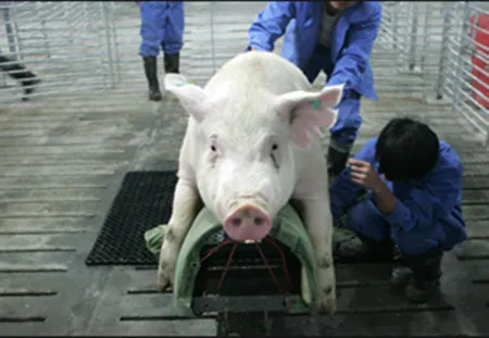种猪养殖几年就不适合做种猪了？