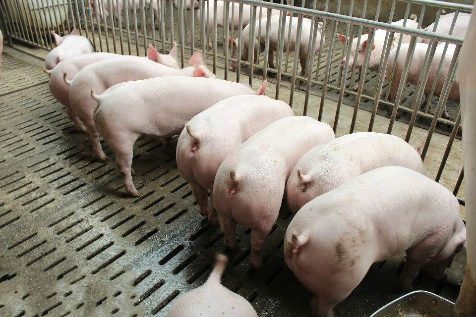 2021年11月05日全国各省市种猪价格报价表，生猪行情明朗向好，种猪也要翻身上涨？