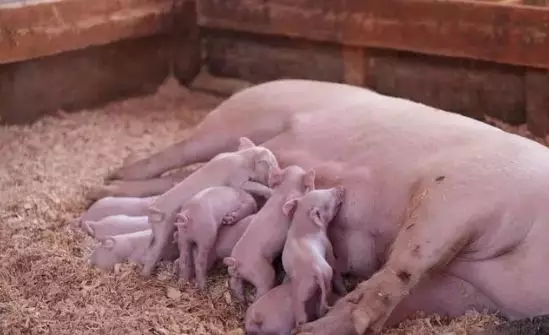母猪怎么样产仔多？如何让仔猪快速健康的出栏？