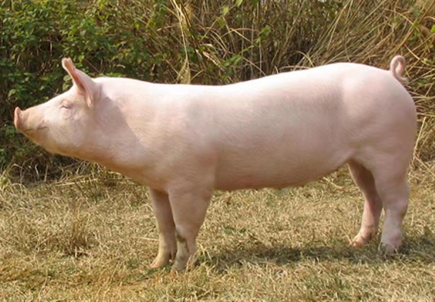 2021年11月07日全国各省市种猪价格报价表，是忙着更换产能母猪还是持观望状态？