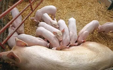 养猪人注意了！母猪出现这些状态，说明母猪离分娩不远了！