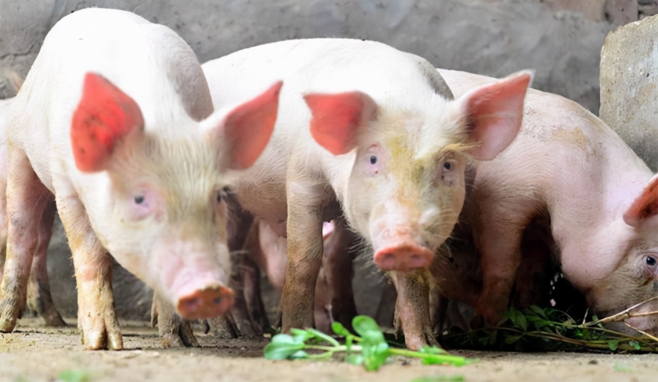 生猪行业挑战重重！批次化如何为猪场降本增效、生物安全破局？