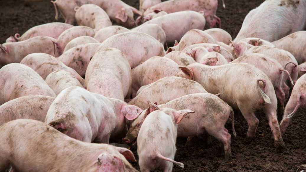 贵州前三季度生猪存栏近1500万头，恢复到常年水平！