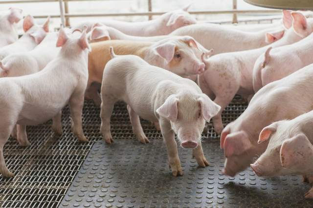 猪价的大涨对散养户有哪些“不利影响”？压栏要“三思而后行”