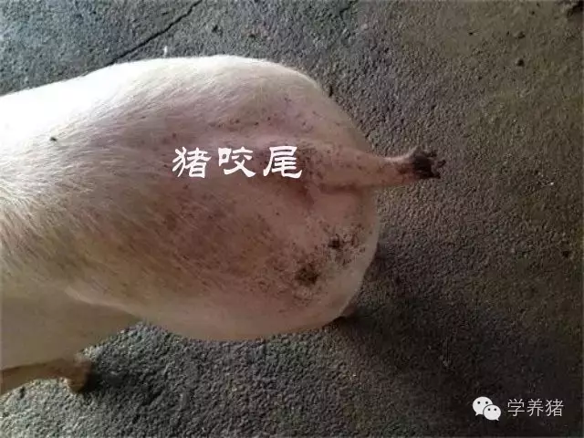 猪咬尾