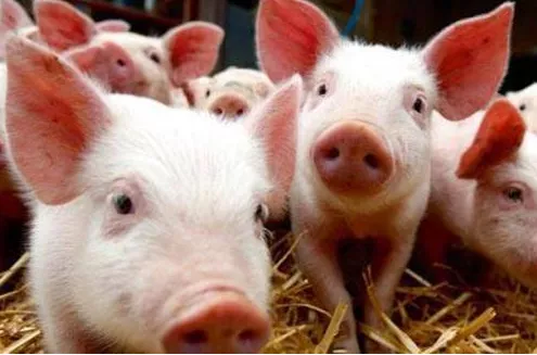 云南生猪产能持续释放，前三季度猪肉产量同比增长34.1%